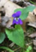 Marsh Blue Violet