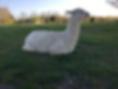 Dolly enjoying the spring weather and grass.
