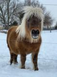 Farm animals mini horse in snow