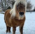 Farm animals mini horse in snow