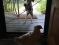 House Training Molly