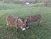 BahhDonk-A-Mini..Donkey at Rim Rock
