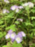Sharp Lobed Hepatica